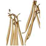 Jacquemus The Haricots Earrings